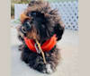 Freddie, a Yorkshire Terrier and Poodle (Small) mix tested with EmbarkVet.com