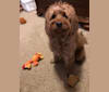 Daisy Christine, a Goldendoodle tested with EmbarkVet.com