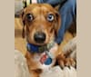 Casey, a Dachshund tested with EmbarkVet.com