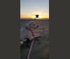 Photo of Nova, a Dogo Argentino  in Long Beach, California, USA