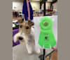 Amelia, a Wire Fox Terrier tested with EmbarkVet.com