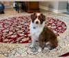 Cooper, a Poodle (Small) and Miniature/MAS-type Australian Shepherd mix tested with EmbarkVet.com