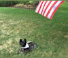 Tobi, a Cairn Terrier tested with EmbarkVet.com