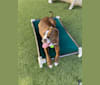 Ruby Rose, an American Bulldog tested with EmbarkVet.com