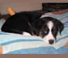 Eli, a Labrador Retriever and Beagle mix tested with EmbarkVet.com