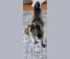 Ella, an American Bulldog and Labrador Retriever mix tested with EmbarkVet.com