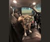 Zohan, an Arabian Village Dog tested with EmbarkVet.com
