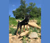 Ridley, a Chihuahua and Miniature/MAS-type Australian Shepherd mix tested with EmbarkVet.com