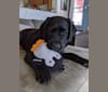 Ember, a Labrador Retriever tested with EmbarkVet.com