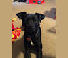 Finn, an American Pit Bull Terrier and Labrador Retriever mix tested with EmbarkVet.com