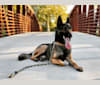 Tucker, a Belgian Malinois and German Shepherd Dog mix tested with EmbarkVet.com