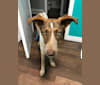 Scottie, an Eastern European Village Dog tested with EmbarkVet.com