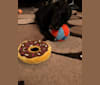 Kona, a Labrador Retriever and German Shepherd Dog mix tested with EmbarkVet.com