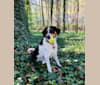 Simon, a Treeing Walker Coonhound and Rat Terrier mix tested with EmbarkVet.com