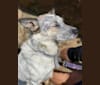 Juniper, an Australian Cattle Dog and Australian Shepherd mix tested with EmbarkVet.com