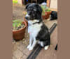 Murphy, a Border Collie and Chow Chow mix tested with EmbarkVet.com
