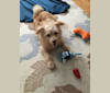 Harriet, a Pomeranian and Rat Terrier mix tested with EmbarkVet.com