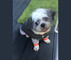 Photo of Boogie, a Lhasa Apso  in Chicago, Illinois, USA