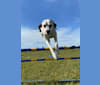 Noel, a Dalmatian tested with EmbarkVet.com
