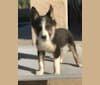 Photo of Charlie, an Australian Shepherd, Siberian Husky, Belgian Malinois, German Shepherd Dog, and Border Collie mix in El Paso, Texas, USA