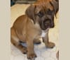 Photo of AZA, a Boerboel  in Fayetteville, NC, USA