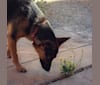 Iris, an Australian Cattle Dog and German Shepherd Dog mix tested with EmbarkVet.com
