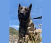 Rambo Alpha Ilio, a Belgian Malinois and German Shepherd Dog mix tested with EmbarkVet.com
