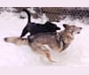 Mazie, a Norwegian Elkhound and Siberian Husky mix tested with EmbarkVet.com
