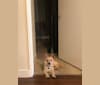 Photo of Retro, a Chihuahua, Poodle (Small), Chow Chow, Golden Retriever, German Shepherd Dog, and Labrador Retriever mix in Modesto, California, USA