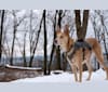 Shiloh, an Australian Kelpie and Siberian Husky mix tested with EmbarkVet.com