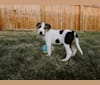 Marvin, an American Pit Bull Terrier and Saint Bernard mix tested with EmbarkVet.com