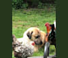 Laddie, an Anatolian Shepherd Dog tested with EmbarkVet.com