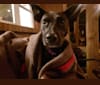 Photo of Josie, a Boxer, Australian Cattle Dog, Border Collie, Golden Retriever, and Mixed mix