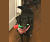 Shadow, a Labrador Retriever and English Springer Spaniel mix tested with EmbarkVet.com