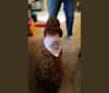 Ollie, a Poodle (Standard) and Irish Setter mix tested with EmbarkVet.com