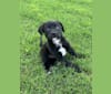 Photo of Maverick, a German Shepherd Dog, Australian Cattle Dog, American Pit Bull Terrier, Labrador Retriever, and Mixed mix in Park Hill, Oklahoma, USA