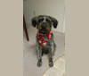 Photo of Odin, an American Pit Bull Terrier, Miniature Schnauzer, Rottweiler, Shih Tzu, and Mixed mix in Texas, USA