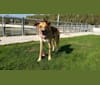 Nikita, a German Shepherd Dog and Siberian Husky mix tested with EmbarkVet.com