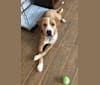 Photo of Byron, an American Pit Bull Terrier, Labrador Retriever, American Staffordshire Terrier, and Great Pyrenees mix in Texas, USA