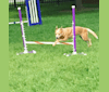 Joliet, an Australian Cattle Dog tested with EmbarkVet.com