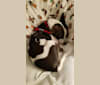RAMI MALEK FREDDIE MERCURY, a Chihuahua and Miniature Pinscher mix tested with EmbarkVet.com