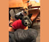 Edgar, a Chihuahua and Miniature Pinscher mix tested with EmbarkVet.com
