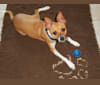 Snickers, a Chihuahua and Russell-type Terrier mix tested with EmbarkVet.com