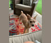 Willow, a Rat Terrier and Pomeranian mix tested with EmbarkVet.com