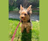 Shuggie, a Silky Terrier tested with EmbarkVet.com