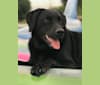 Maya, a Bluetick Coonhound and Labrador Retriever mix tested with EmbarkVet.com