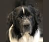 Photo of Huey, a Newfoundland  in Tennessee, USA