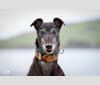 Barry (Inca Ace), a Greyhound tested with EmbarkVet.com