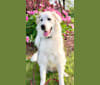 Leo, a Great Pyrenees tested with EmbarkVet.com