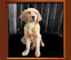 Opal, a Golden Retriever tested with EmbarkVet.com